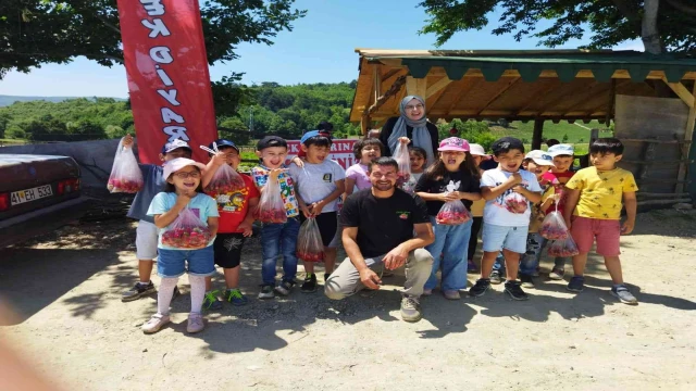 Bilecik’te minik öğrenciler tarladan çilek topladı