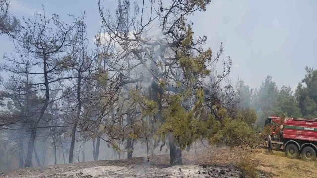 Bilecik’te orman yangını korkuttu