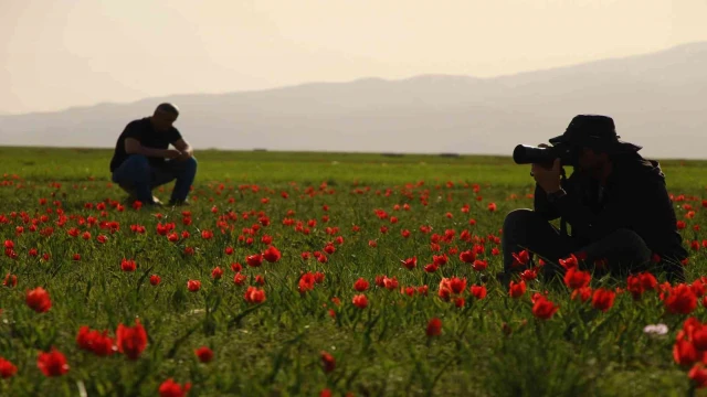 Bingöl ovasını kırmızıya boyayan laleler fotoğrafçıların ilgi odağı oldu