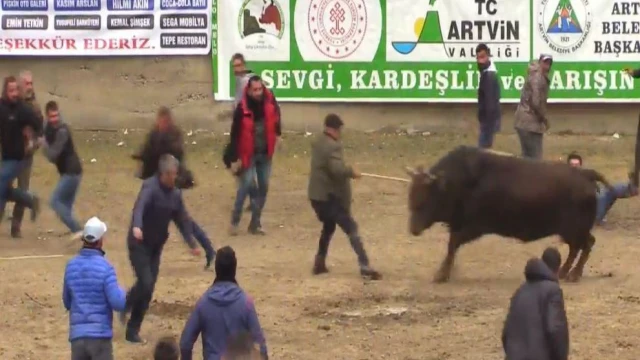 Boğayı aralarına alarak şampiyonluğu kutlamak isterken şampiyon boğanın hışmına uğradılar