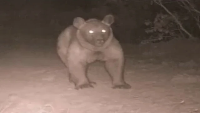 Bozayı, Burdur’da ikinci kez fotokapana yansıdı