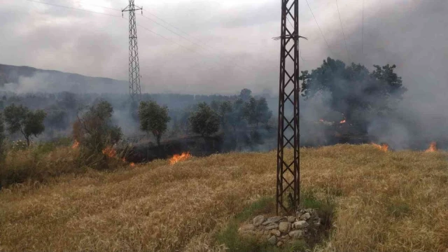 Bozdoğan’da zirai alanda yangın çıktı