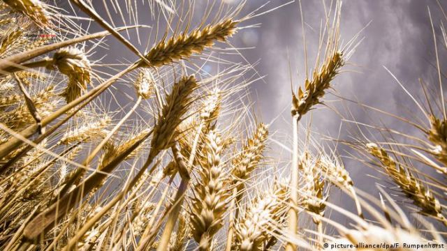 Buğdaya yüzde 22 zam geldi! Ekmek fiyatlarında da artış yaşanacak