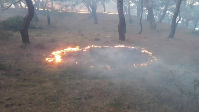 Burhaniye’de orman yangını büyümeden söndürüldü