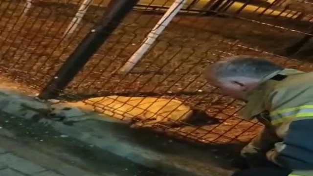 Bursa'da parkın koruma tellerine sıkışan köpek, itfaiye ekiplerince kurtarıldı