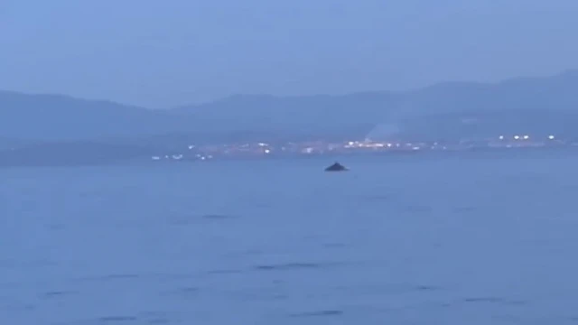 Bursa’da yunus balıklarının şovu kameralarda