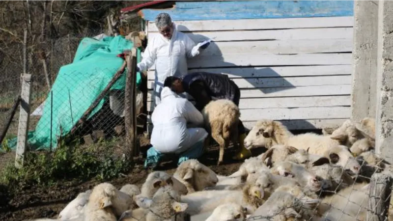 Hayvanlarda çiçek hastalığı görüldü, 50 köy karantinaya alındı