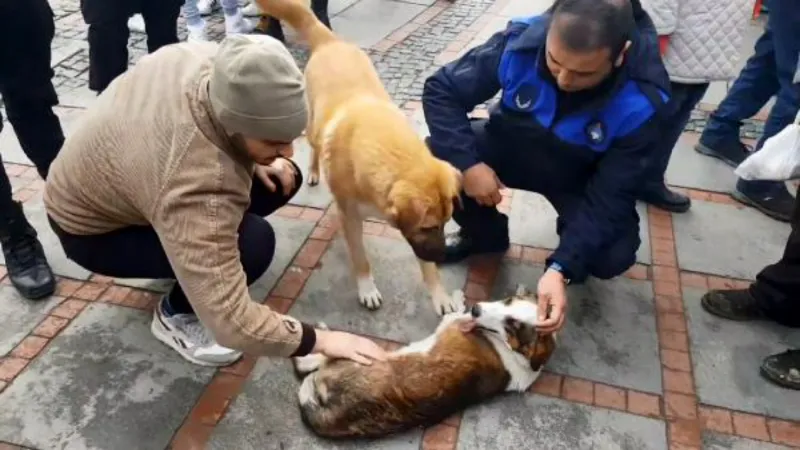 Köpek kazada yaralandı; yanındaki diğer köpek başından ayrılmadı