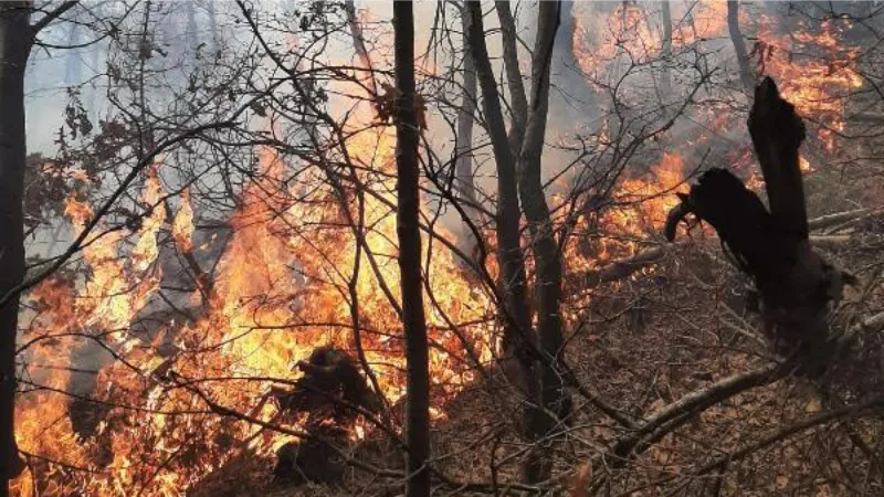 Manisa Turlutlu'da orman yangını; 5 dönüm alan zarar gördü