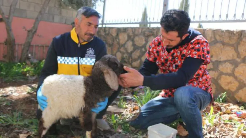 Enkazdan çıkarılan kuzu, tedavi sonrası sahibine teslim edildi