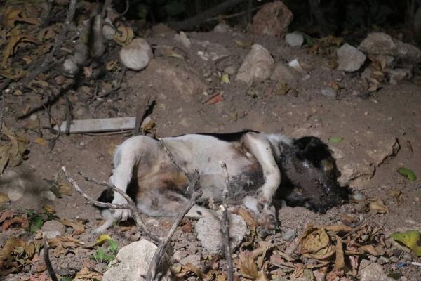 Antalya'da köpek ölümlerine yenileri eklendi