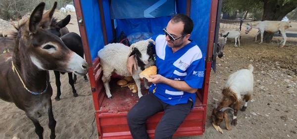 Tokat’tan getirilen koç, Osmaniye’deki Emekli Hayvanlar Çiftliği'ne yerleştirildi
