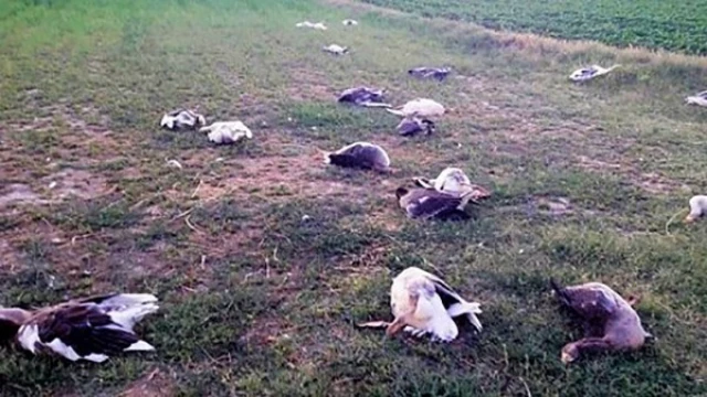 CHP’li başkanın 40 kazı öldürdüğü iddiasıyla açılan dava ertelendi