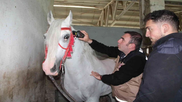 Cirit müsabakaları öncesi atlara ruam testi yapıldı