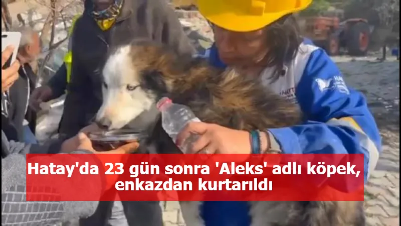 Hatay'da 23 gün sonra 'Aleks' adlı köpek, enkazdan kurtarıldı