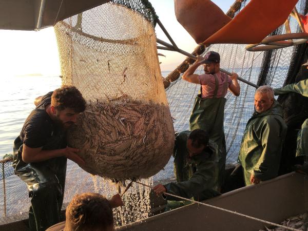 İzmir'de balıkçılar 'Vira bismillah' dedi, ağlardan tirsi ve sardalya çıktı