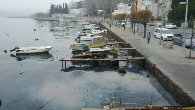 Sarıyer sahilde denizanası yoğunluğu