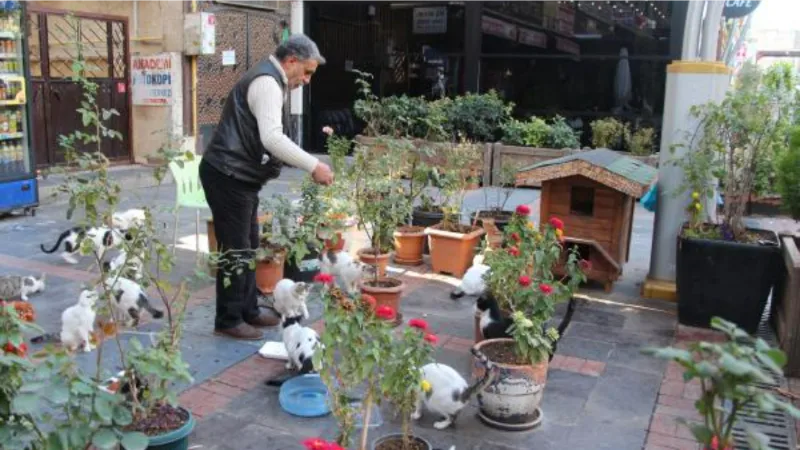 İş yeri önünde 40 kediye bakıyor; 160 da sahiplendirdi