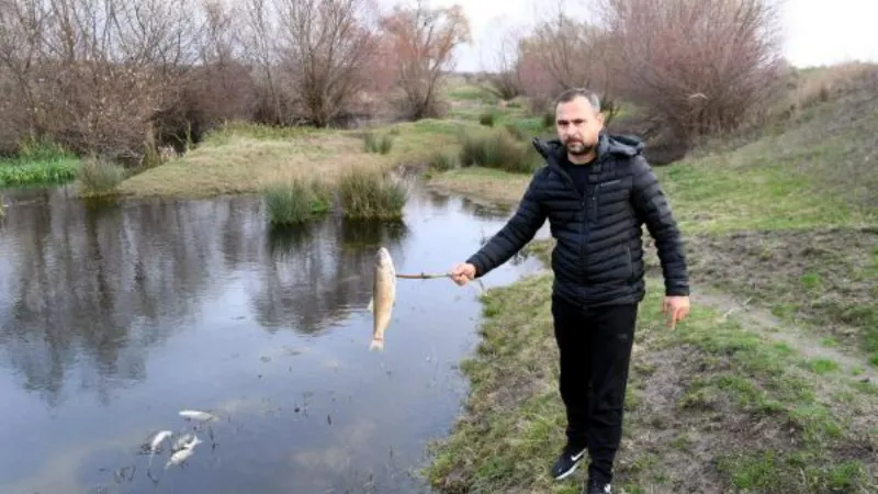 Yuvalı Deresi'ndeki balık ölümlerine inceleme