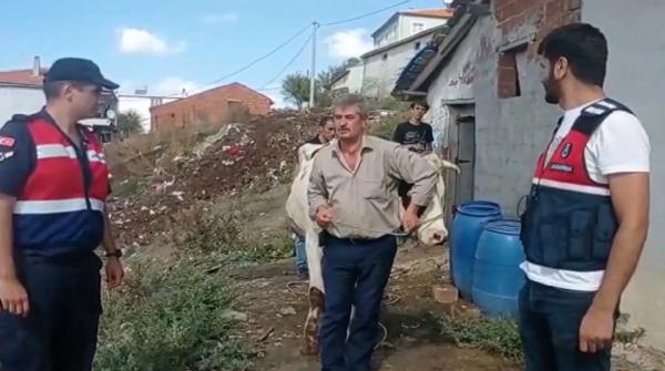 Çiftçinin çalınan hayvanlarını JASAT buldu; 1 tutuklama 