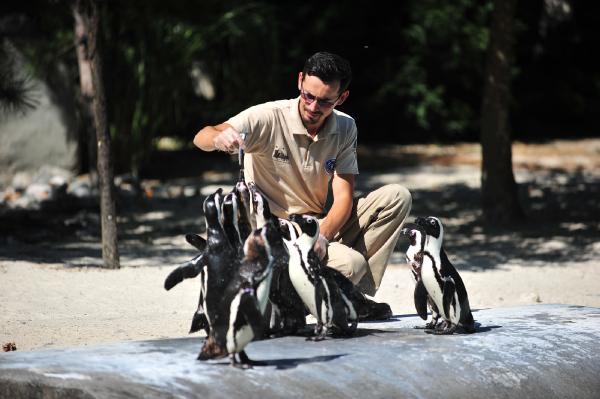Penguenlerin beslenme saati