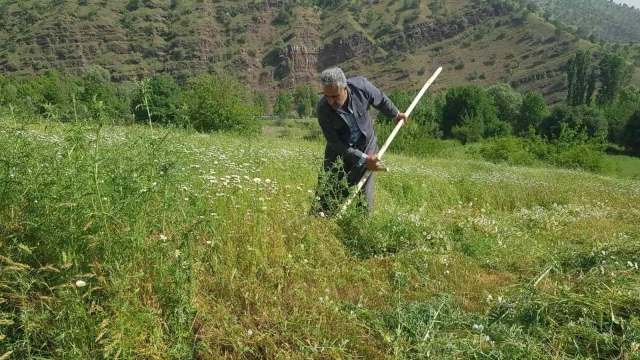 Derecik’te tırpanla ot biçme sezonu başladı