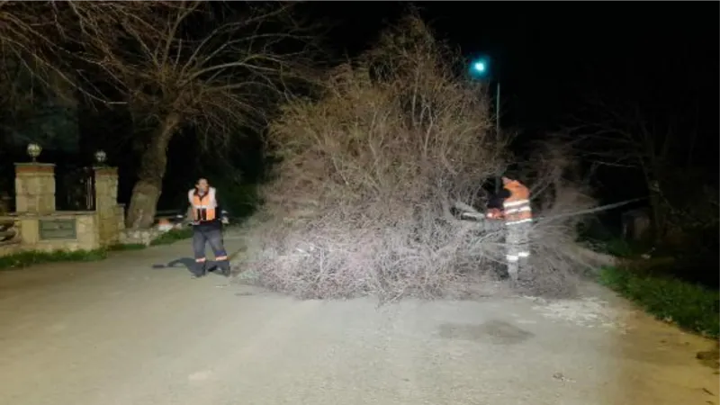 Bodrum'da fırtına ve sağanak; ağaçlar devrildi, yollar göle döndü