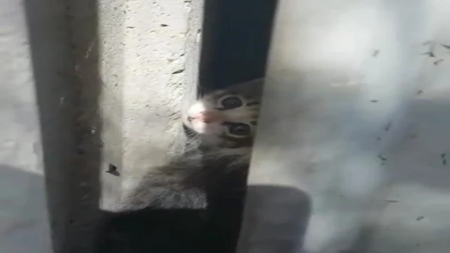 Duvar ile depo arasına sıkışan yavru kedi kurtarıldı