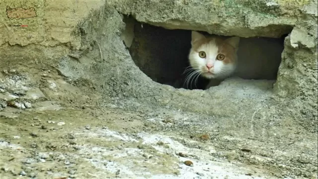 Duvarın oyuğuna saklanan kedilerin canlı canlı gömüldüğü iddiası ortalık karıştırdı