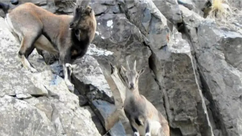 Dağcılar, kayaların usta tırmanıcıları yaban keçilerini görüntüledi