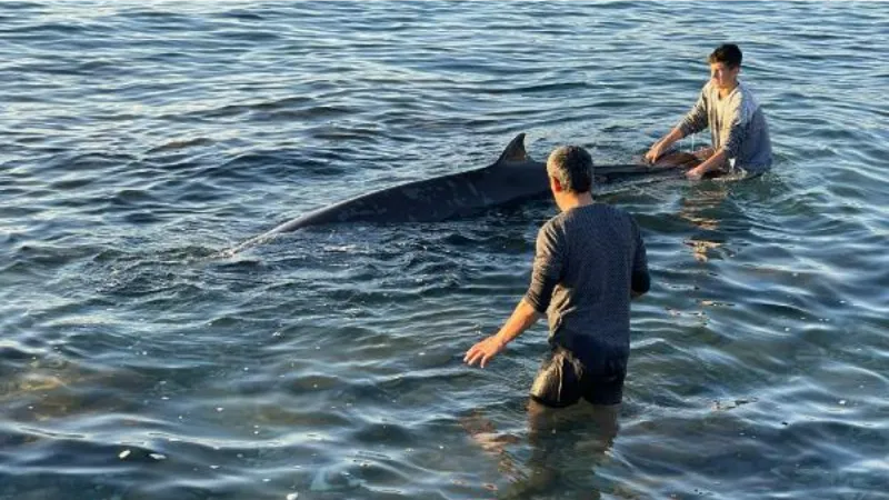 Kıyıya vuran yunus, depremzede aile sayesinde kurtarıldı