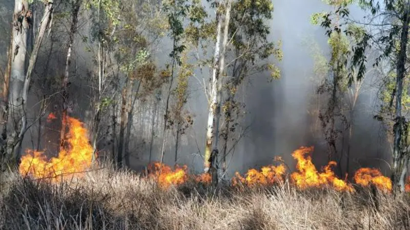 Tarsus'da orman yangını