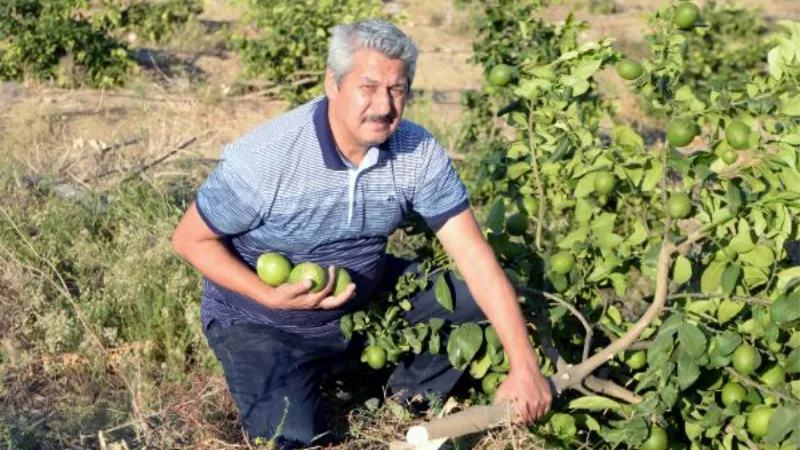 Limon bahçesindeki 600 ağacı köklerinden kestiler