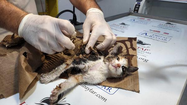 Fare yapışkanına yakalanan yavru kedi, tedaviye alındı