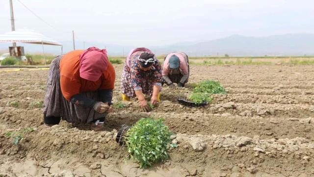 Efeler Belediyesi’nin tarım ürünlerini çeşitleniyor