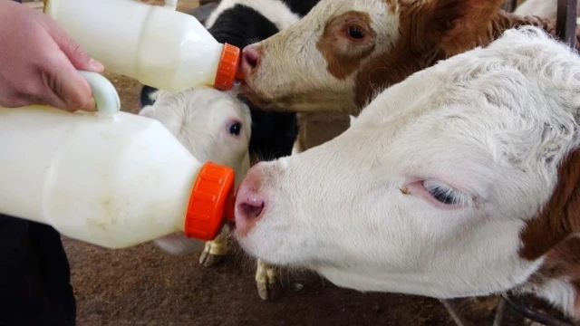 Efeler İlçe Tarım ve Orman Müdürlüğü’nden ’buzağı desteklemesi’ uyarısı
