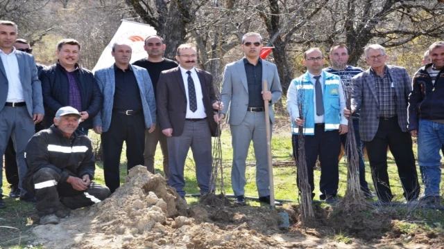 Emet’te Küreci cinsi elma fidanları toprakla buluştu