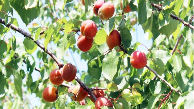 Erkenci kayısılar hasat için gün sayıyor