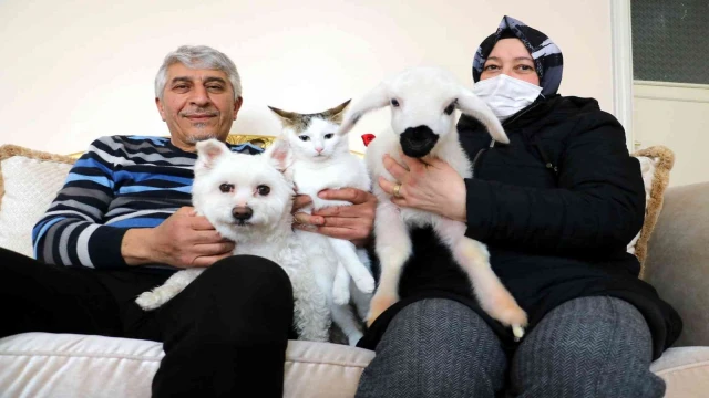 Evcil hayvanları arasına birde kuzuyu eklediler, torun özlemini onlarla gideriyorlar