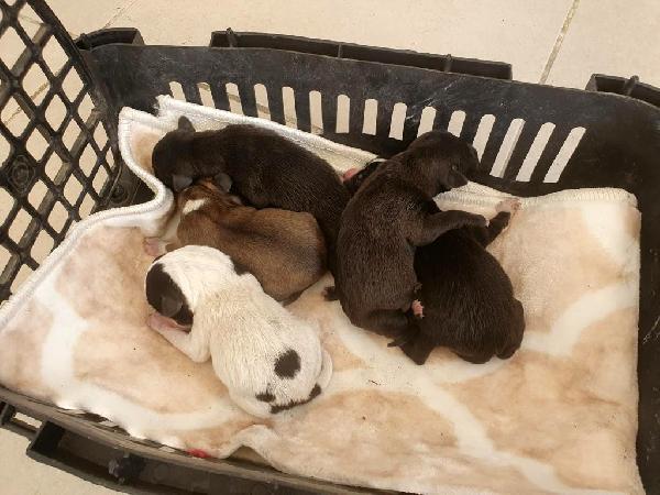 Poşet içerisinde çöp konteynerine atılan 5 yavru köpek kurtarıldı