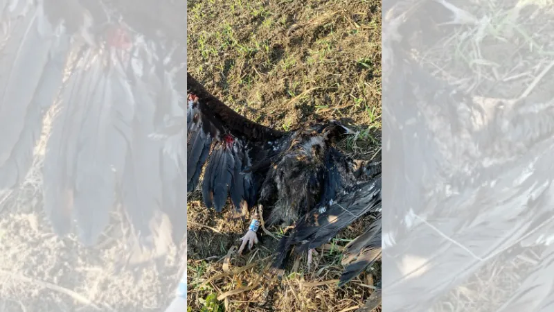 Uydu vericili kara akbaba, Çatalca'da silahla öldürüldü