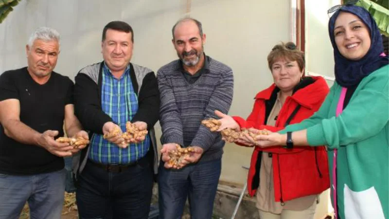 Çiftçinin yeni umudu 'zerdeçal' yüzleri güldürüyor