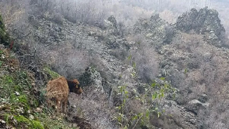 Kayalıklarda mahsur kalan ineği AFAD kurtardı