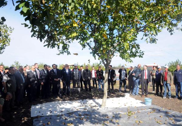 Edirne'nin bozuk orman arazisindeki cevizde hasat başladı