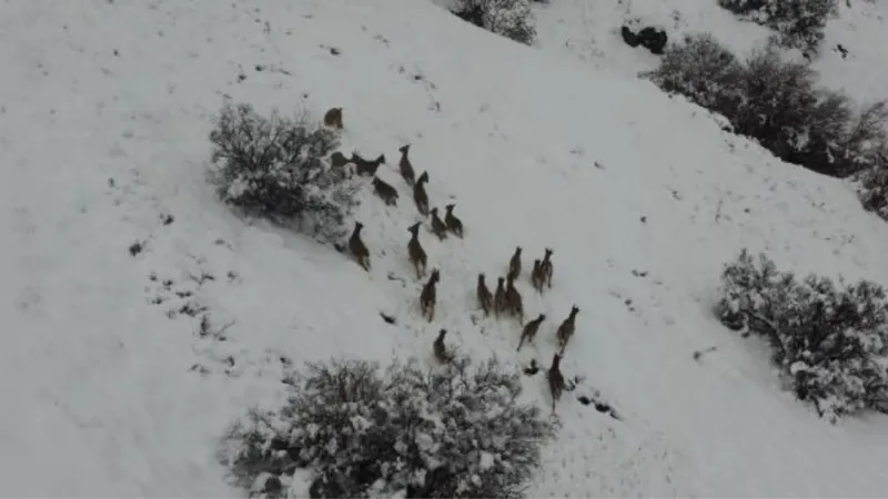 Elazığ'da dağ keçisi ile yaban domuzu sürüsü dronla görüntülendi