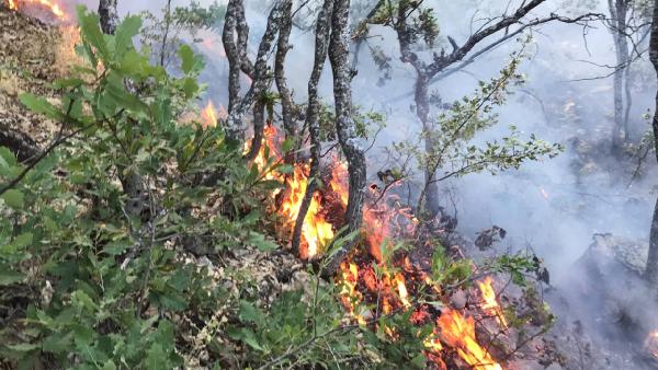 Tunceli'de ormanda örtü yangını söndürüldü