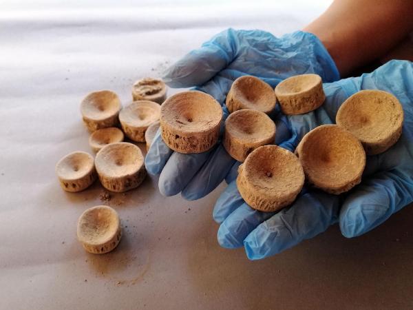 Patara'da 2 bin 600 yıllık köpek balığı ve vatoz kemikleri bulundu