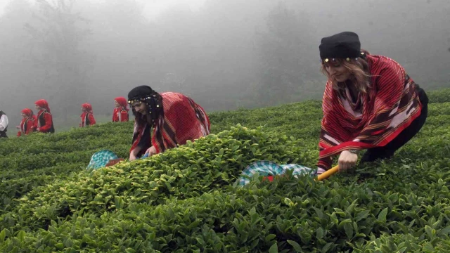 Fındığın başkenti Giresun’da çay hasadı başladı