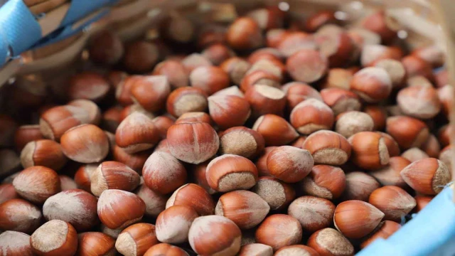 Giresun Tombul fındığı Türkiye’den sonra AB tarafından da tescillendi