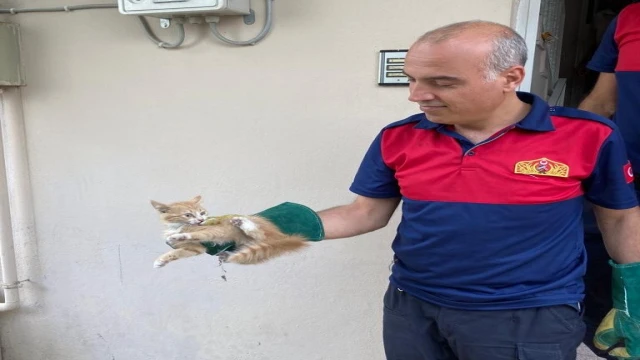 Havalandırma boşluğundaki kedi kurtarıldı